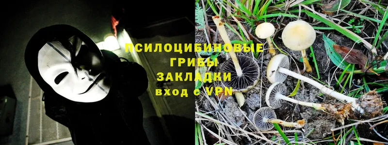 Галлюциногенные грибы Cubensis  Сокол 